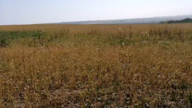 Сеем целину без вспашки. Часть вторая. No-Till. смотреть онлайн