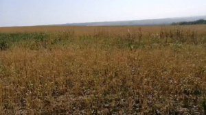 Сеем целину без вспашки. Часть вторая. No-Till.