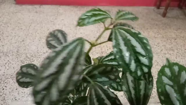All you need to know about Aluminium Plant (Pilea Cadierei) | Care | Hindi смотреть онлайн
