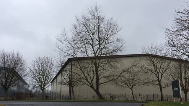 White Poplar (Populus alba) - tree - March 2018 смотреть онлайн