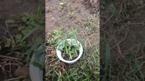 ТАРХУН (эстрагон)совет для реального укоренения черенков