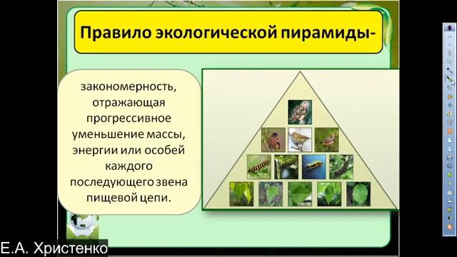 11 класс, 23 04 2020, пищевые цепи, экологические пирамиды, сукцессии смотреть онлайн