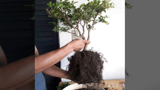 #jaboticaba #jabuticababonsai Transplante Bonsai Jabuticaba