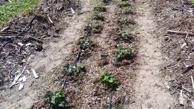 Для домашнего животного