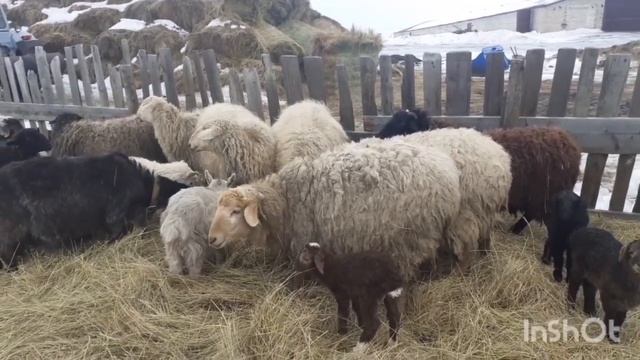 +ягненок. смотреть онлайн