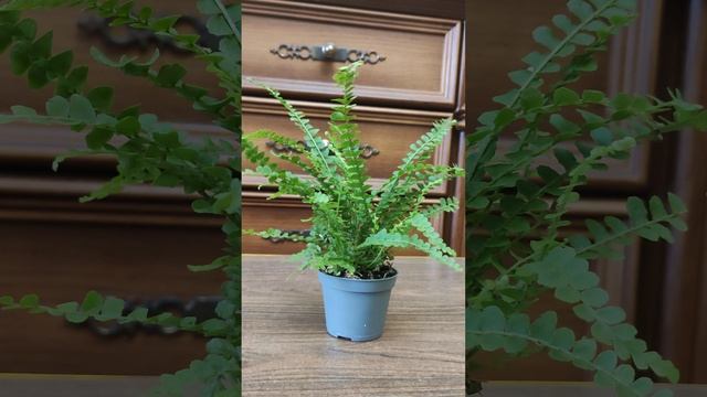 Папоротник нефролепис Кордифолия Даффи.