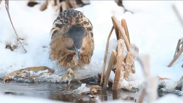 БОЛЬШАЯ ВЫПЬ - Душераздирающая крикунья