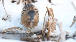 БОЛЬШАЯ ВЫПЬ - Душераздирающая крикунья