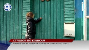 Жители Михайловска боятся за своих кошек