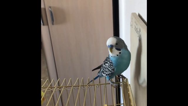 Пение волнистого попугая/ Pet Parakeet Sings
