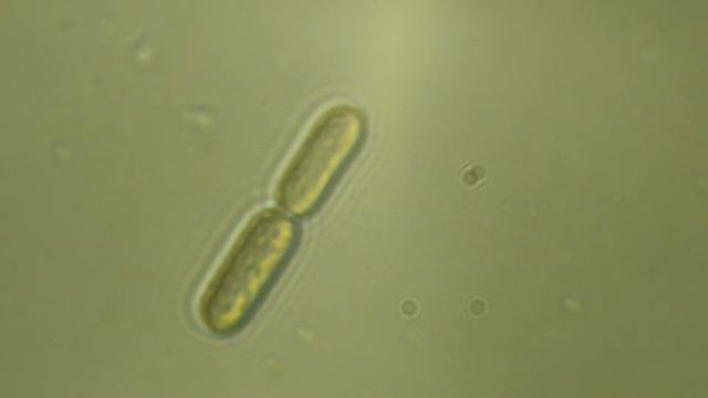 Деление диатомеи. Division of diatom. смотреть онлайн