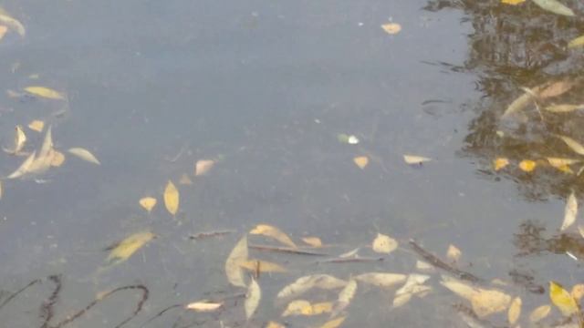 Утки на пруду.🦆🍁🌳🦆А тут и ещё кто то ныряет🤷.Галина Фи.🤓 смотреть онлайн
