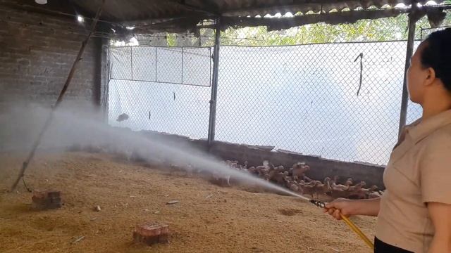 Treat Bedding With Probiotics Periodically For Barns - Improving The Health Of Chickens & Pigs смотреть онлайн