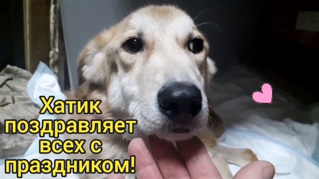 8 Марта продолжается!!! Праздник в приюте для бездомных животных! смотреть онлайн