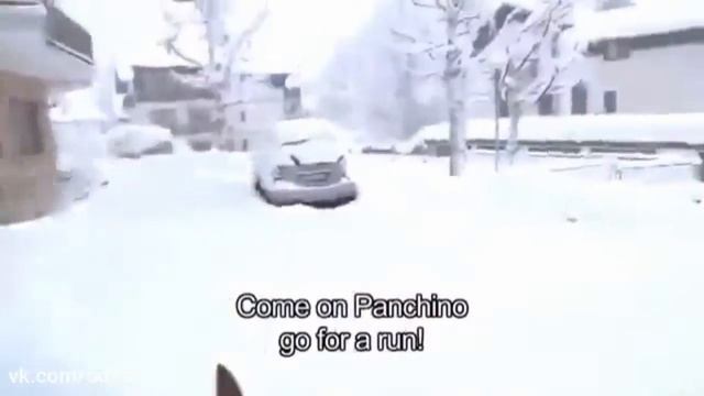 Чихуахуа гуляет по снегу :))))) смотреть онлайн