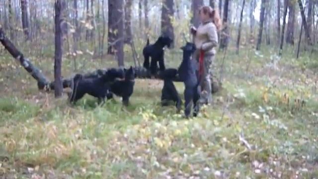 17 сентября 2010. Дача - 8 смотреть онлайн