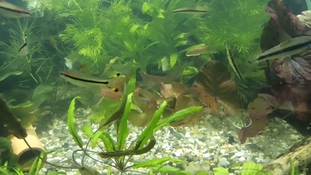 Посадка нимфей кувшинок смотреть онлайн