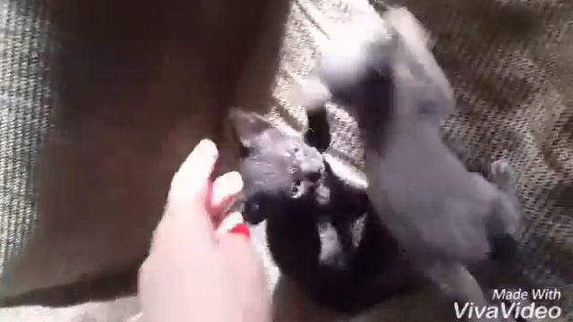 Котята Донского сфинкса 1 месяц и 1 неделя)) смотреть онлайн