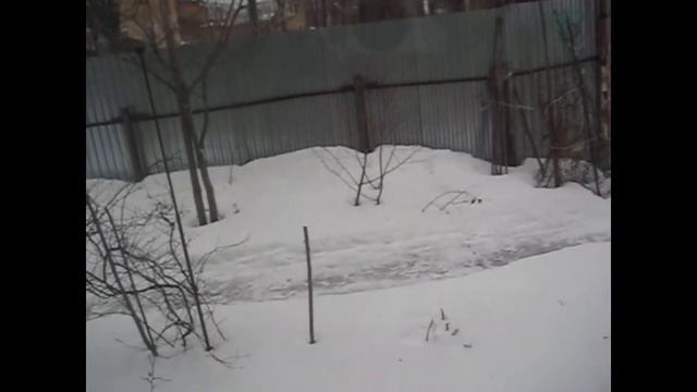 Поздравляю с Женским днем! Цветы, рассада. Цыплята смотреть онлайн