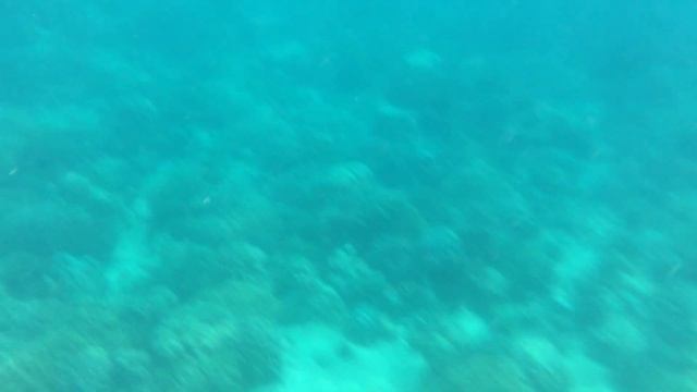 НЯЧАНГ ВЬЕТНАМ СНОРКЛИНГ У ОСТРОВА ХОН МУН ВДВОЕМ С ДОЧКОЙ Moray Beach Hon Mun смотреть онлайн