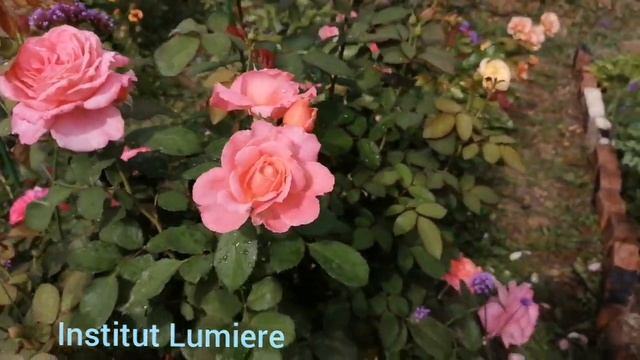 Две самые любимые розы клещей в моем саду. смотреть онлайн