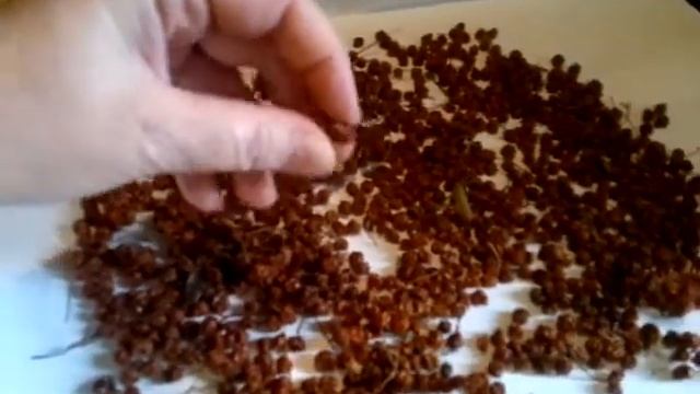 Красная рябина - полезнейшая ягода Red Mountain Ash. Сушка в духовом шкафу и естественным способом. смотреть онлайн