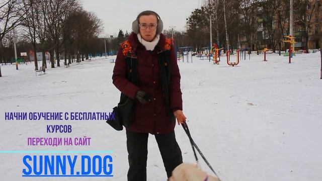 собаке 2 года как стать вожаком? Ответ на вопрос - как стать главным . что б пес слушался! смотреть онлайн