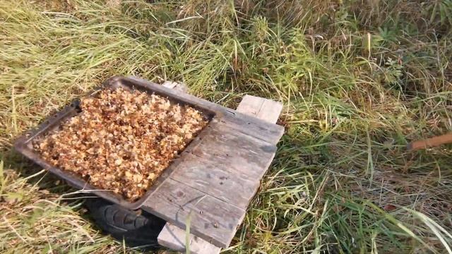 Можно ли есть мёд с пчелами? смотреть онлайн