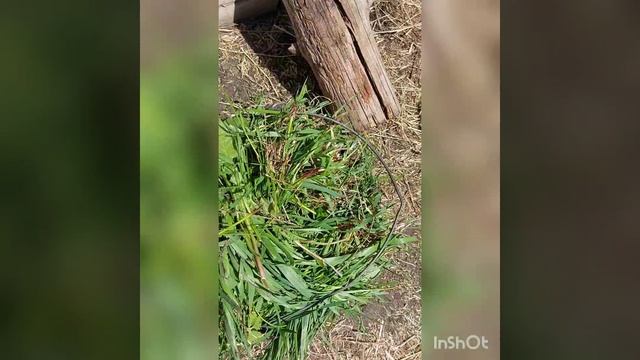 InShot_20220515_162306809.mp4