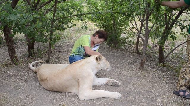 Самый крупный лев Тайгана Чук ,фото-сессия !Крым смотреть онлайн