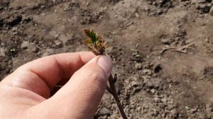 Малина из питомника ШКОЛЬНЫЙ САД. Сравним с ТОПовыми сортами.