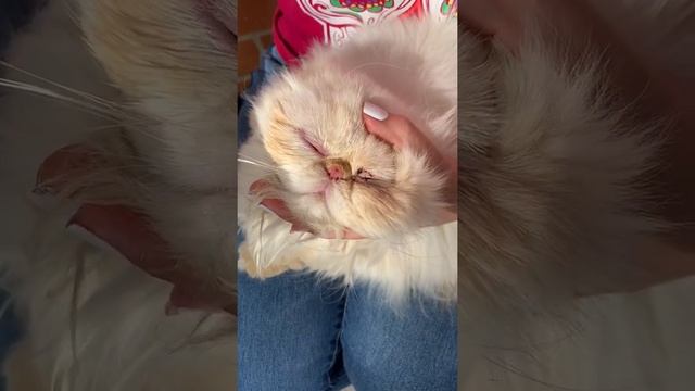 Como limpiar la lagrimacían en los ojos a un Persa? смотреть онлайн