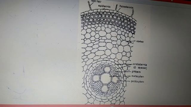 Vd:4 смотреть онлайн