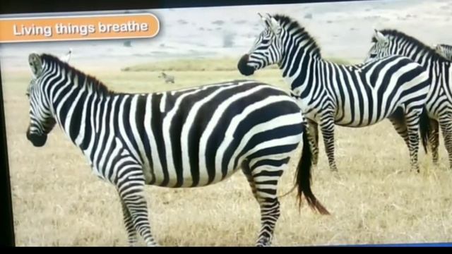 Science 1st Lesson Part-1 Living and Non Living things ICSE Syllabus смотреть онлайн