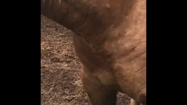 Перевозка лошади из Рязани в- Пермь (часть1) смотреть онлайн