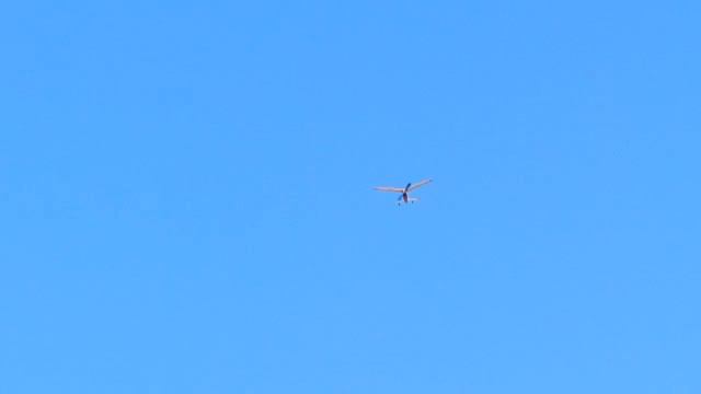 Free Flight Action 1 смотреть онлайн