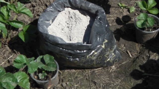 ЗОЛА - ОТЛИЧНОЕ УДОБРЕНИЕ ДЛЯ КЛУБНИКИ (ЗЕМЛЯНИКИ) И ДРУГИХ САДОВО-ОГОРОДНЫХ КУЛЬТУР смотреть онлайн