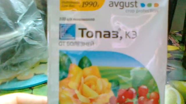 Топаз- лучший препарат от  мучнистой росы