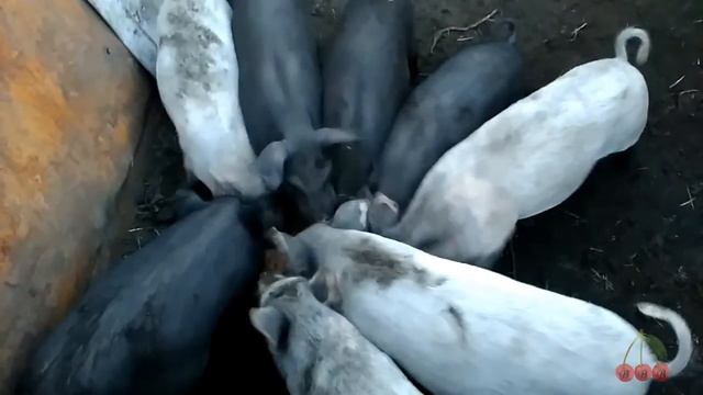 Поросята бегут с прогулки на обед. смотреть онлайн