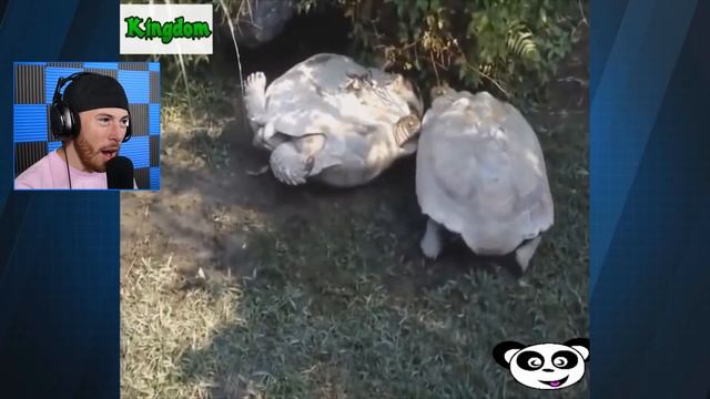 UNBELIEVABLE Genius Animals That Saved Other Animals смотреть онлайн