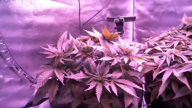Seed to Harvest Deep Water Culture Grow смотреть онлайн