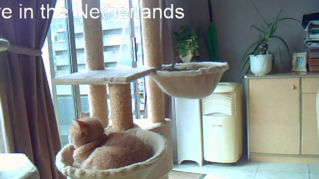 Cats live stream 24/7, of my four cats. daily life смотреть онлайн