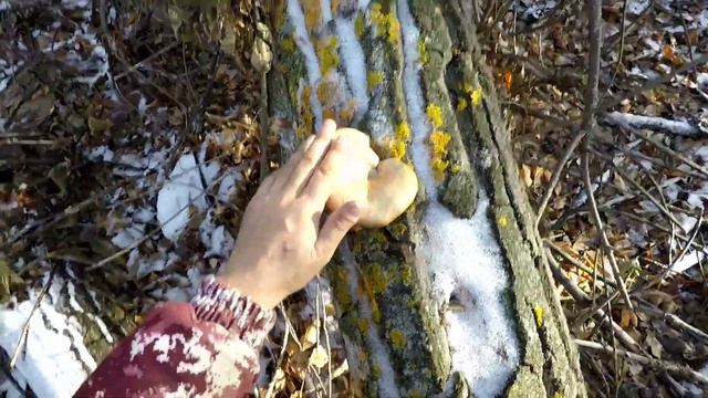 Грибы.РЯДОВКА В КОНЦЕ НОЯБРЯ .ШОК!!! смотреть онлайн