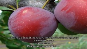 Сорта алычи и способы их размножения