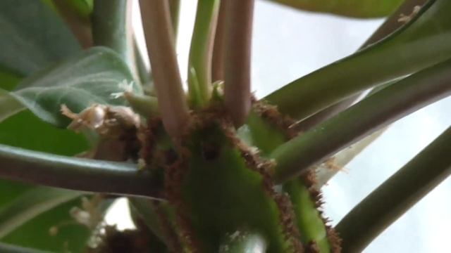 тест видеокамеры Panasonic HC V160EE K. Panasonic HC-V160 Test смотреть онлайн