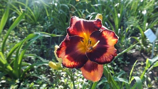 Лилейник FRANCOIS VERHAERT смотреть онлайн