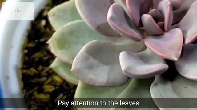 54/100 Graptoveria Debbie Succulent Care Guide || A Pretty Pink-purple Succulent