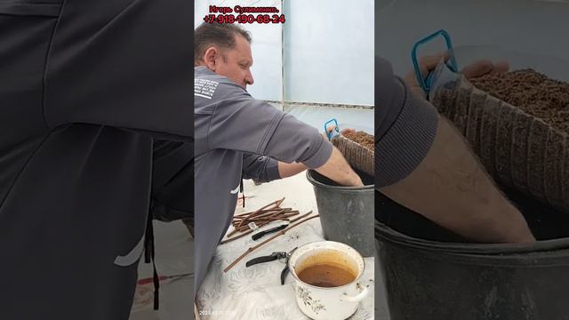 Самое лёгкое укоренение винограда. Игорь Сулименко +7-918-190-68-24 смотреть онлайн