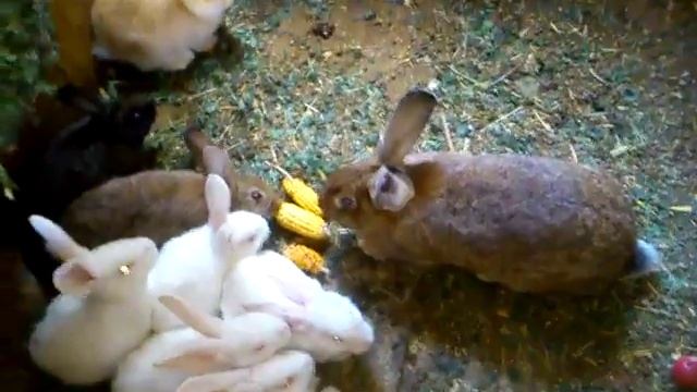 Кролики. Рацион. + кукуруза. смотреть онлайн