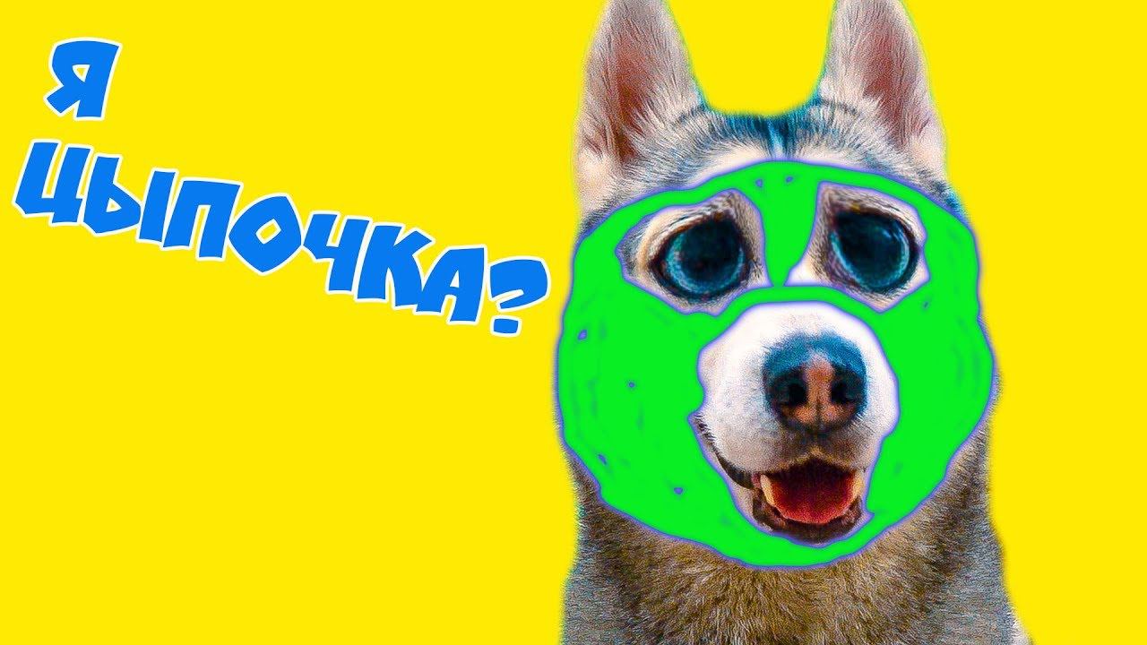 МАСКИ ДЛЯ ХАСКИ!! (Хаски Бандит) Говорящая собака смотреть онлайн